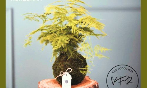 Kokedama workshop